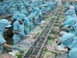 Xuất khẩu thủy sản về đích, kỳ vọng năm mới khởi sắc