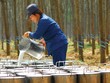 Doanh nghiệp cao su hưởng lợi kép