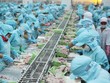 Doanh nghiệp thủy sản hưởng lợi từ xuất khẩu