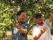 Trồng mắc ca lấy hạt "nữ hoàng quả khô", nông dân bán "sướng hơn đi bán vàng"
