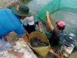 Bạc Liêu: Cá kèo tăng giá mạnh, người nuôi cá lãi đậm