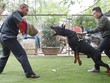 Trại chó doberman tiền tỷ của chàng trai 8x