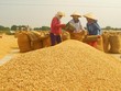 Ngân hàng Nhà nước yêu cầu các ngân hàng thương mại hỗ trợ doanh nghiệp, thu mua, tạm trữ thóc, gạo