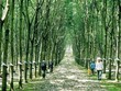 Quyết toán cổ phần hóa, Tập đoàn Cao su Việt Nam (GVR) được hoàn trả 132 tỷ đồng