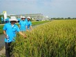 Lộc Trời (LTG): Quý IV/2020, lợi nhuận đạt 163,7 tỷ đồng, tăng 278,9%