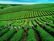 GTNFoods (GTN): Quý II/2021, lợi nhuận giảm 3% về 47 tỷ đồng
