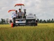 Lộc Trời (LTG): Quý IV/2021, doanh thu giảm 12% về 3.110,1 tỷ đồng