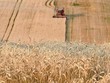 Một nửa sản lượng trong mùa thu hoạch khổng lồ năm nay của Ukraine có thể bị xóa sổ