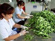 Doanh nghiệp tiêu thụ nông sản được vay 65% giá trị dự án không cần tài sản đảm bảo?