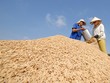 Thêm một doanh nghiệp gửi đơn cầu cứu về việc xuất khẩu gạo