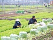 Tạo nền tảng cho kinh tế hợp tác xã phát triển trong xu hướng hội nhập toàn cầu
