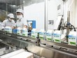 Mộc Châu Milk: Tận dụng ưu thế từ chuỗi sản xuất khép kín để tăng trưởng
