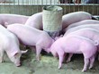 HVG làm dự án nuôi heo ngàn tỷ