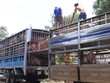 Trung Quốc đồng ý nhập thịt lợn Việt Nam theo đường chính ngạch