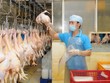 Koyu & Unitek (Đồng Nai) chuẩn bị xuất khẩu thịt gà sang Nhật Bản