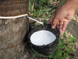 Giá cao su tăng, doanh nghiệp cao su ghi nhận kết quả kinh doanh khả quan