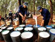 Minh bạch kém, Tập đoàn Cao su vẫn muốn “nhảy” sang HOSE