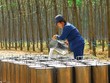 DPR: Cổ đông chất vấn kế hoạch giá bán mủ cao su thấp