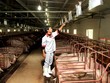 Khủng hoảng thịt lợn và “gót chân Achiles” của ngành nông nghiệp Việt - Bài cuối: Thời của nông nghiệp thông minh