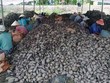 Nỗi lo Trung Quốc và lá đơn cầu cứu: Nông sản Việt Nam rơi nước mắt đến bao giờ