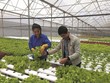 Đà Nẵng: Nhiều chính sách hỗ trợ sản xuất nông nghiệp hữu cơ