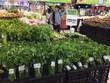 Hà Nội đặt mục tiêu 100% các trung tâm thương mại, siêu thị không dùng túi nilon vào năm 2020