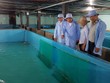 Lần đầu tiên nuôi tôm hùm trong bể xi măng