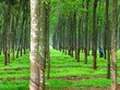 Nông nghiệp Hoàng Anh Gia Lai (HNG) tiếp tục bán công ty con cho Thadi