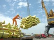 Xuất khẩu gạo năm 2019 sụt giảm 300 triệu USD