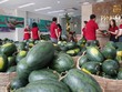 Phúc Khang hỗ trợ tiêu thụ 20 tấn dưa hấu cho nông dân tỉnh Gia Lai