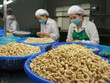 EU và Trung Quốc tăng mua điều Việt Nam