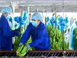 HAGL Agrico kéo dài thời hạn trái phiếu