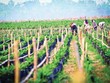 HAGL Agrico (HNG) không ngại gia tăng vay nợ