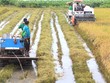 Doanh nghiệp lo xuất khẩu gạo khó đến cuối năm