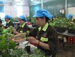 Nafoods Group (NAF): Phó tổng giám đốc kinh doanh bán một nửa số cổ phần