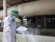 Kiểm soát chặt dịch bệnh lở mồm long móng trên đàn gia súc