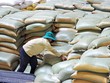 Xuất khẩu lúa gạo vào “đường ray” mới