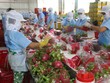 Nông nghiệp chuyển mạnh theo hướng sản xuất hàng hóa