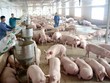Giảm 50% mức thu phí trong chăn nuôi đến hết năm 2021
