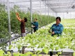 Hoàn thiện Kế hoạch phát triển kinh tế tập thể, hợp tác xã