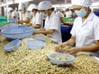 Nhập khẩu hạt điều 4 tháng gần 1,9 tỷ USD, vượt cả năm 2020