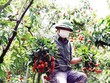 Báo chí hỗ trợ doanh nghiệp “khám phá” FTA