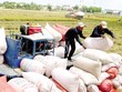 Việt Nam xuất bán hơn 3 triệu tấn gạo trong nửa đầu năm 2021