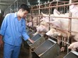 Giá thức ăn chăn nuôi tăng đột biến: Đề xuất giảm thuế nhập khẩu để “hạ nhiệt”