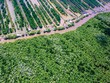 Đầu tư gần 79.000 tỷ đồng phát triển lâm nghiệp bền vững đến năm 2025
