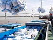 Giá gạo xuất khẩu của Việt Nam sụt giảm mạnh