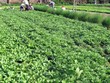 Phú Yên: Chủ trương đầu tư dự án vườn rau sạch công nghệ cao kết hợp du lịch