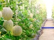 Phú Yên “phanh” nhiều hạng mục đầu tư tại Khu nông nghiệp ứng dụng công nghệ cao