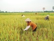 Agribank: Sát cánh cùng doanh nghiệp
