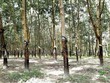 Đất công nghiệp, nguồn cung “khủng” từ Tập đoàn Công nghiệp cao su Việt Nam (GVR)